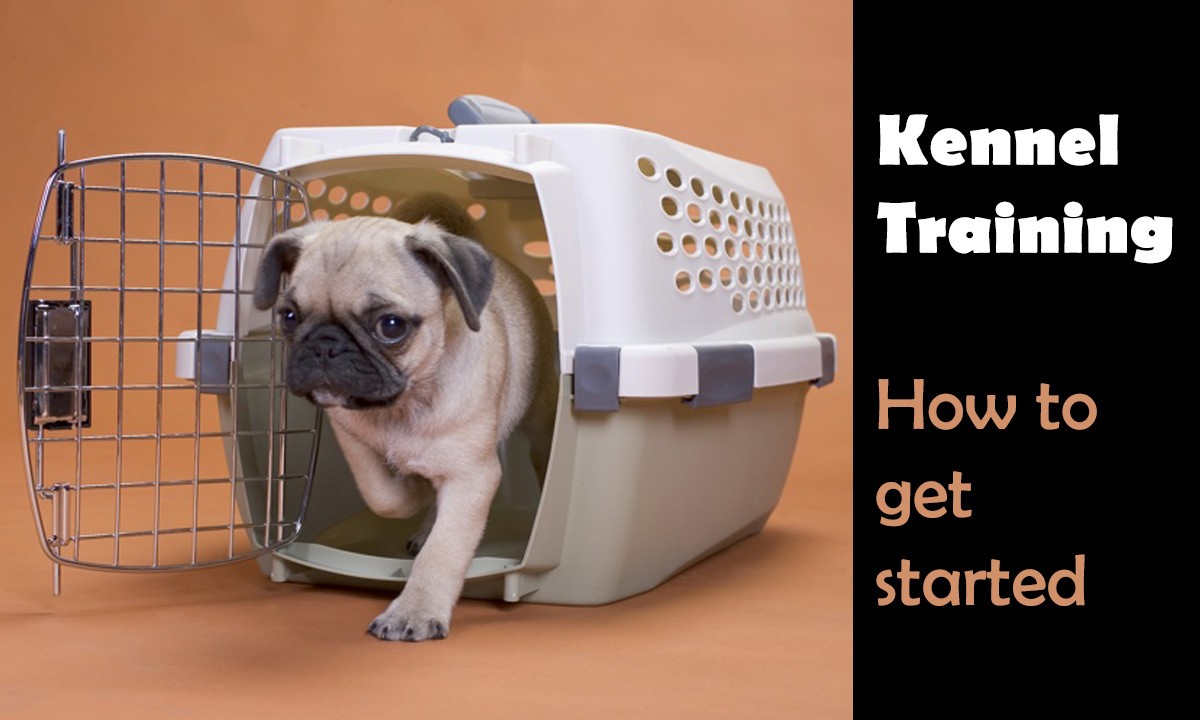 kennel training tips